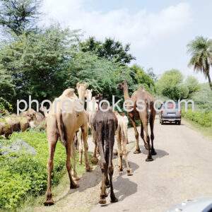 Camels