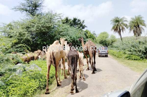 Camels