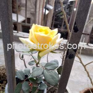 Yellow Rose