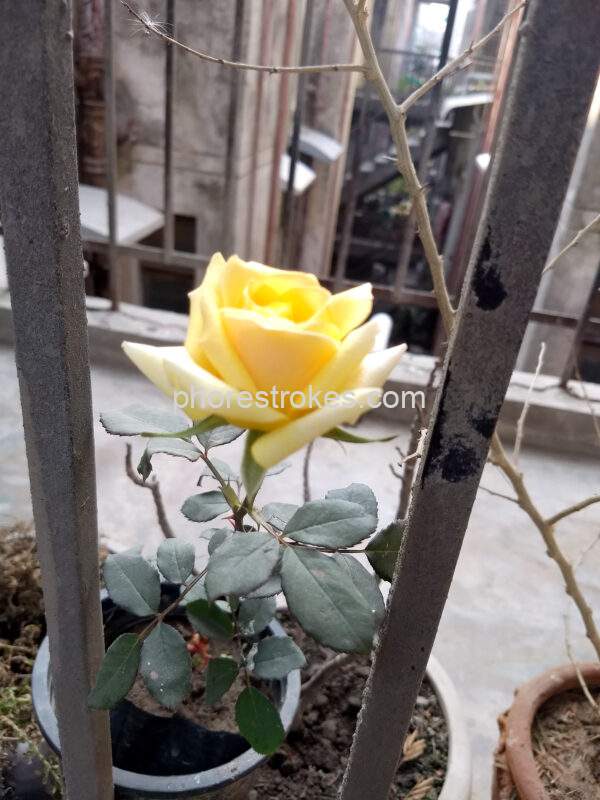 Yellow Rose